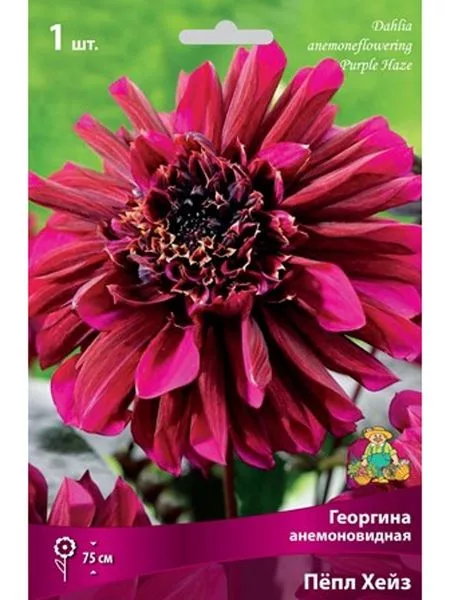 Георгина анемоновидная «Пёпл Хейз» — для полив
