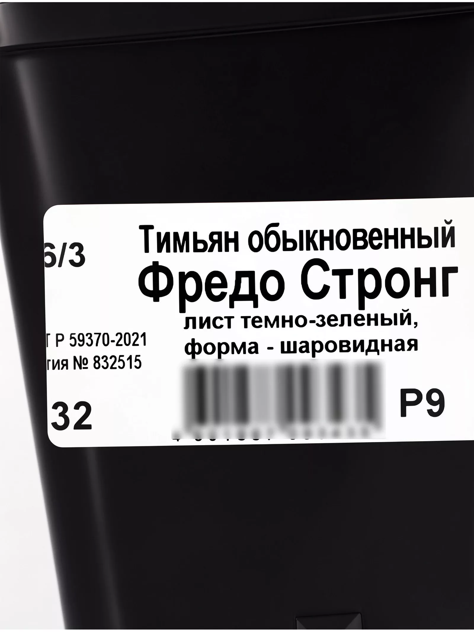 Тимьян обыкновенный «Фредо Стронг» — для полив — фото 2