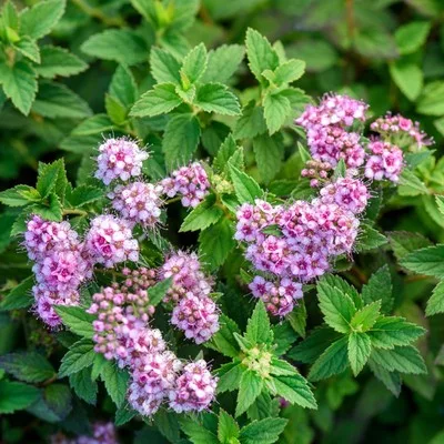 Саженец Спирея «Джапаниз Дварф» 1 шт. — для полив — фото 3
