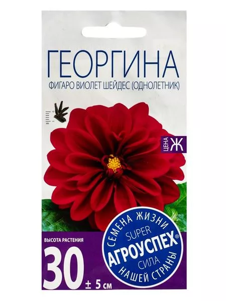 Семена цветов Георгина «Фигаро Виолет Шейдес» — для огород