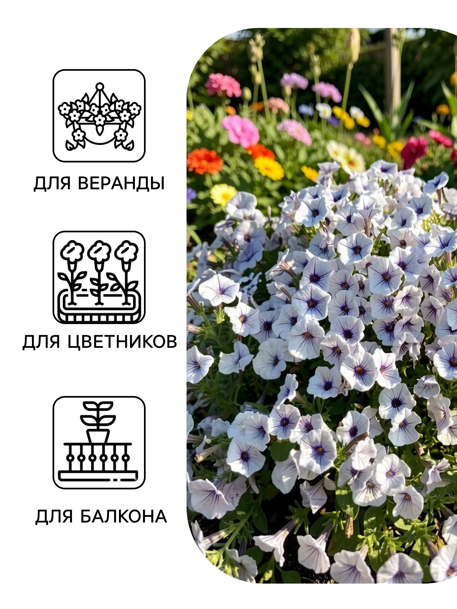 Семена цветов Петуния гибридная «Пендолино Виолет Айс» 5 шт. — для огород — фото 3