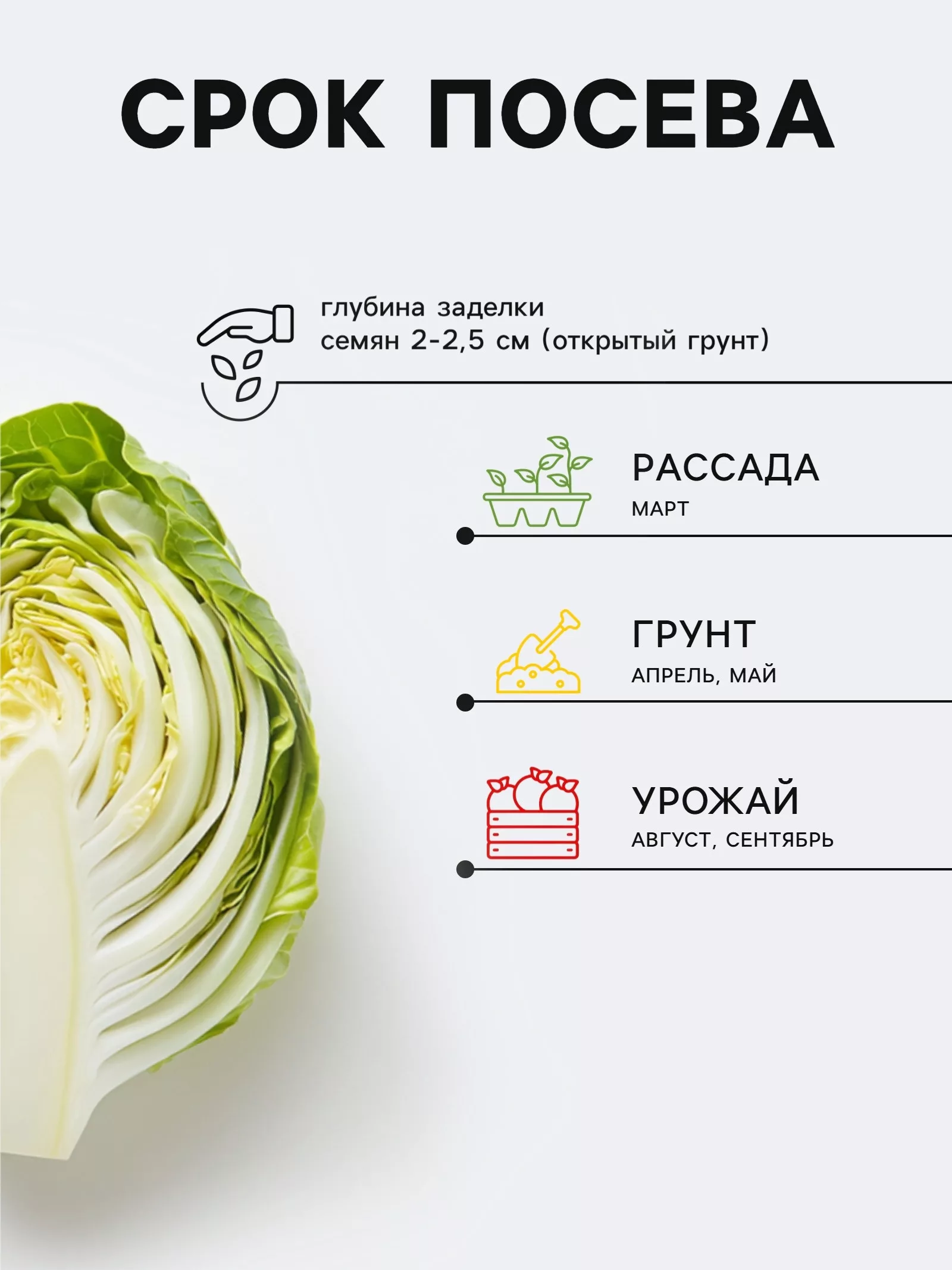 Семена Капусты белокочанной «Килатон» — для огород — фото 2