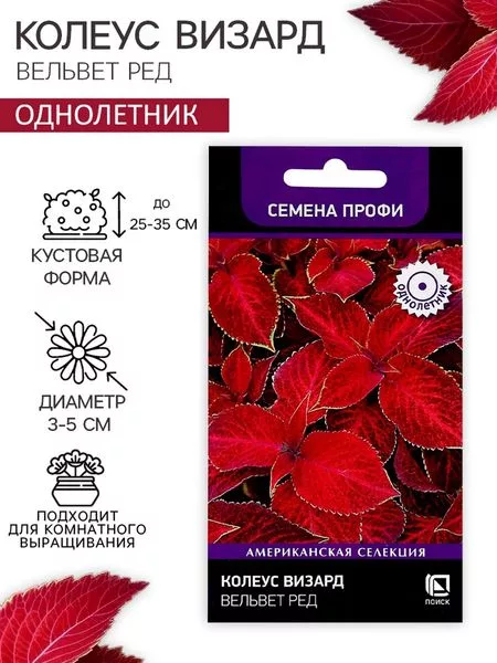 Семена цветов Колеус Визард Вельвет ред — для огород