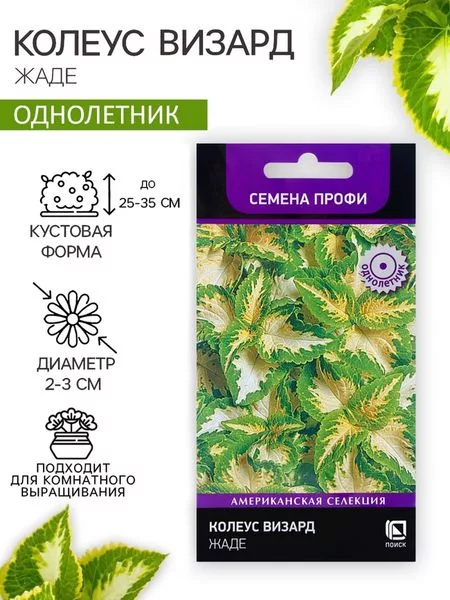 Семена цветов Колеус Визард Жаде — для огород