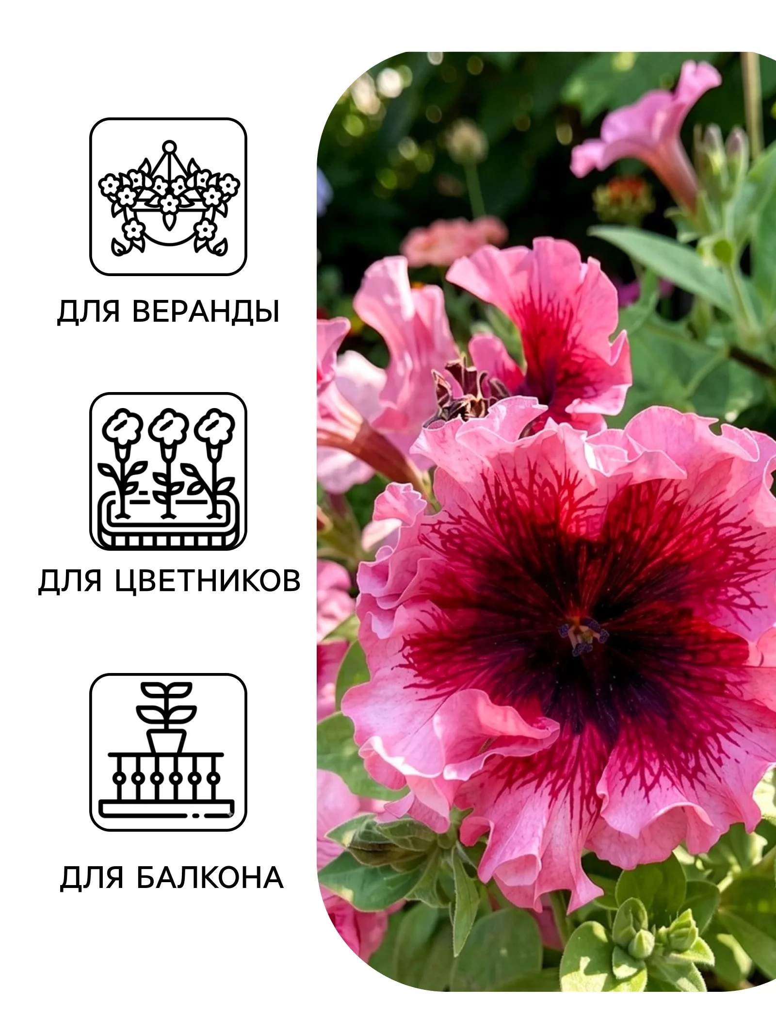 Семена цветов Петуния превосходнейшая «Розовая» 10 шт. — для огород — фото 3