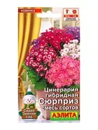 Семена цветов Цинерария гибридная Сюрприз — для огород — фото 4