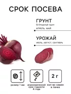 Семена Свекла «Мулатка» — для огород — фото 9