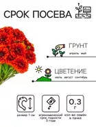 Семена цветов Календула махровая «Ред виз блэк центр» — для огород — фото 9