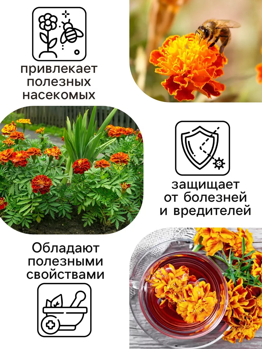 Семена цветов Бархатцы «Болеро» — для огород — фото 4