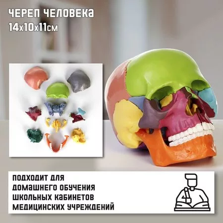 Анатомическая модель «Макет черепа человека»