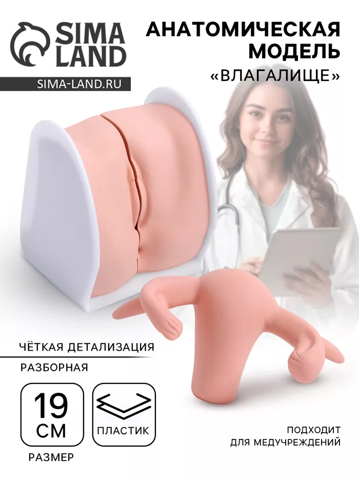 Анатомическая модель «Влагалище» — для хранение — фото 9