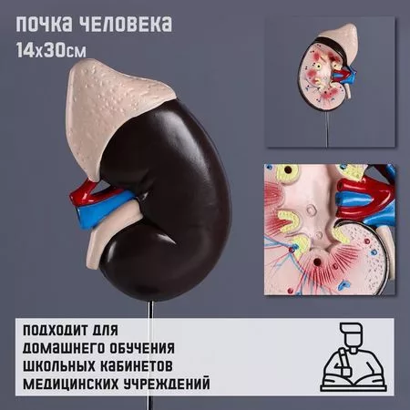 Анатомическая модель «Макет почки человека»