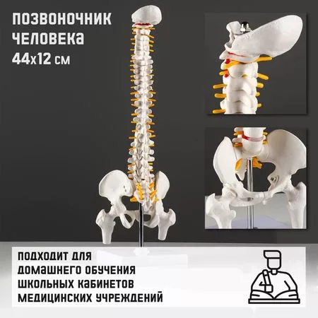 Анатомическая модель «Макет позвоночника человека» — фото 5