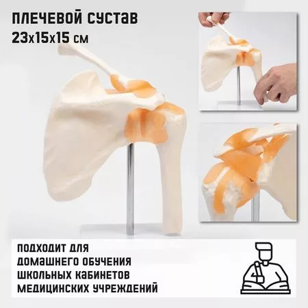 Макет «Плечевой сустав»