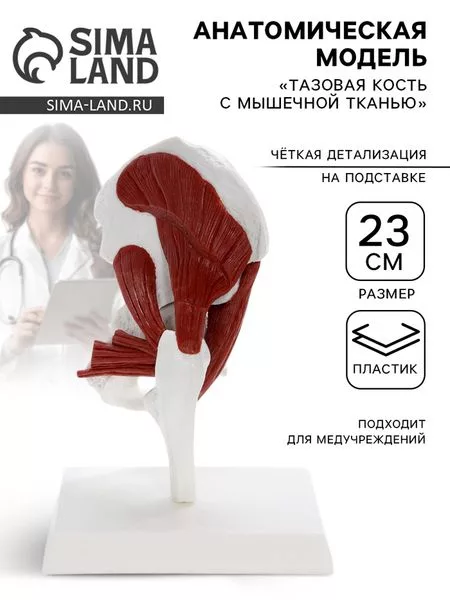 Анатомическая модель «Тазовая кость с мышечной тканью» — для хранение