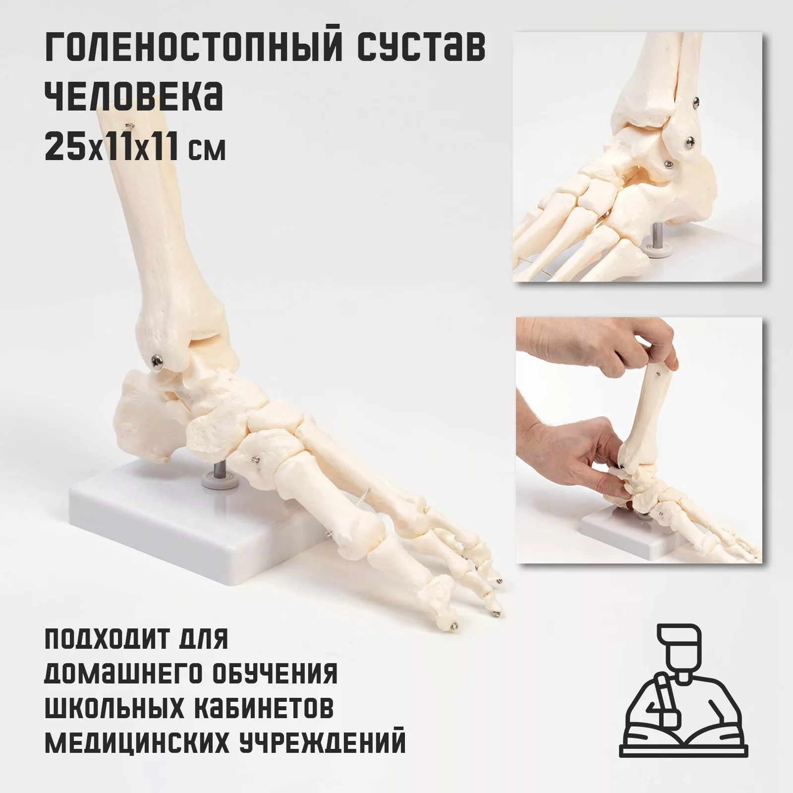 Анатомическая модель «Макет голеностопного сустава»
