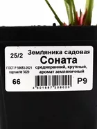 Земляника садовая «Соната» — для огород — фото 5