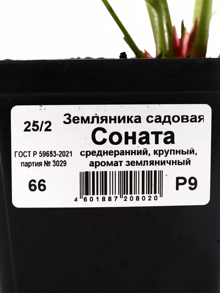 Земляника садовая «Соната» — для огород — фото 7