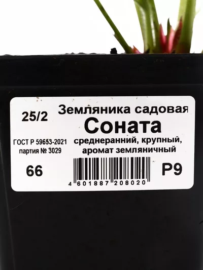 Земляника садовая «Соната» — для огород — фото 8