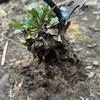 Ручной садовый прополочный инструмент Легкий с длинной ручкой — для участок