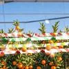 Двусторонняя цветная лента отпугиватель птиц Анти-птичья — для участок