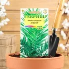Семена комнатных цветов Финик канарский «Луксор» — для огород — фото 6