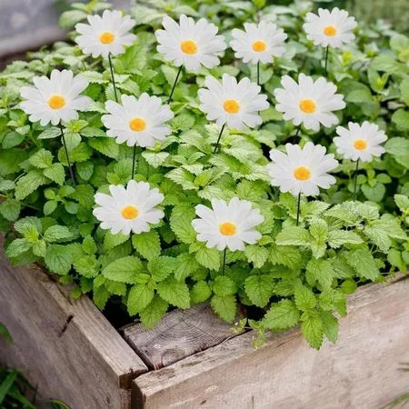 10 шт. Имитация Подсолнуха Цветок Вставка Ландшафт Двор Вилла Весна Открытый Красочный — для участок