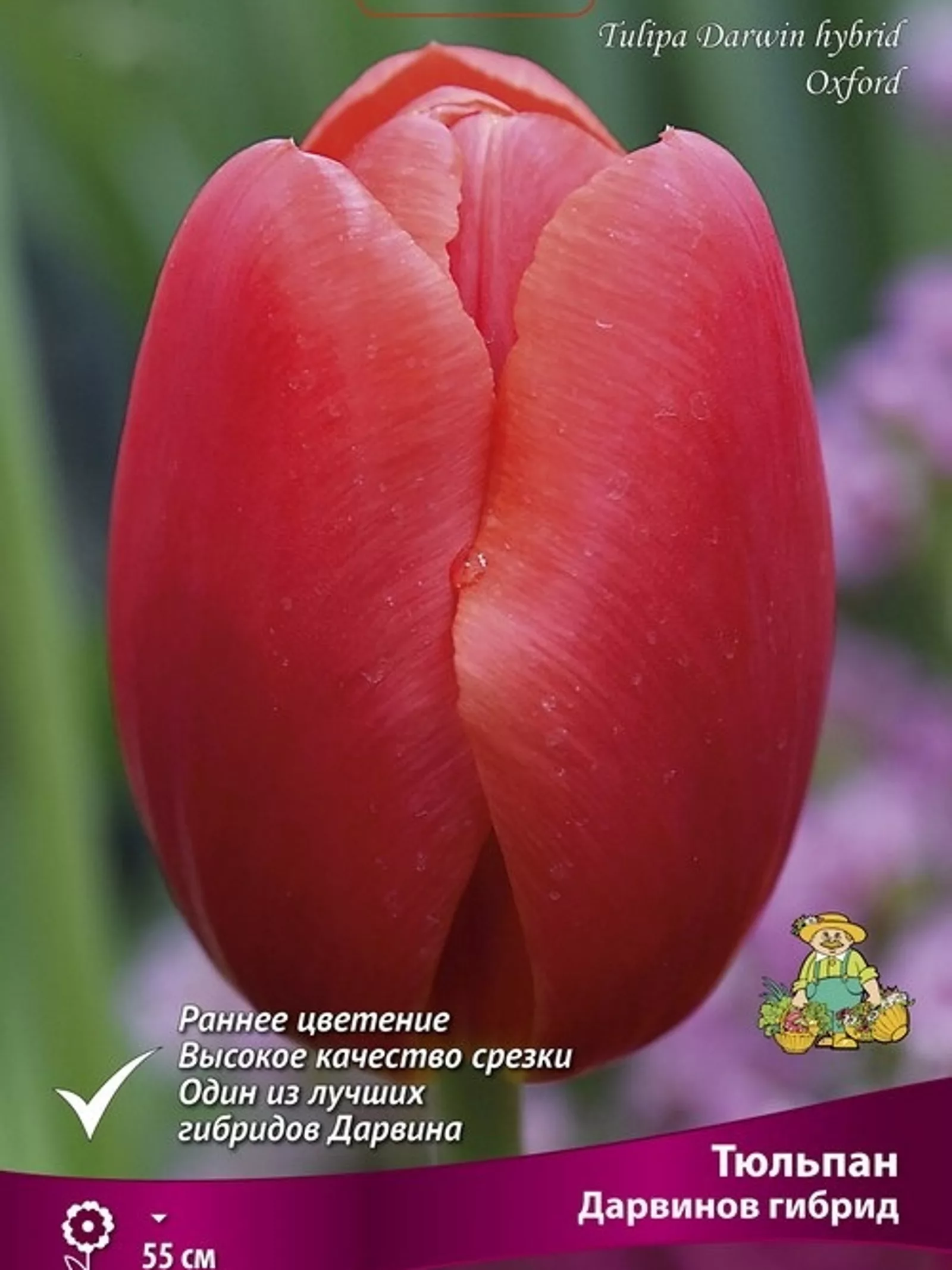 Тюльпан Дарвинов гибрид «Оксфорд» — для хранение
