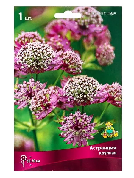 Астранция крупная