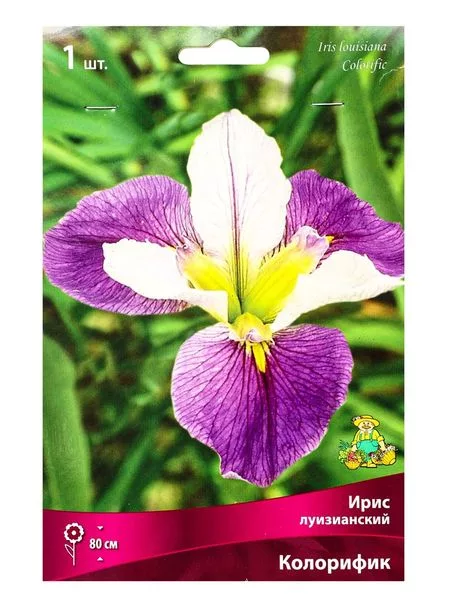 Ирис луизианский «Колорифик»