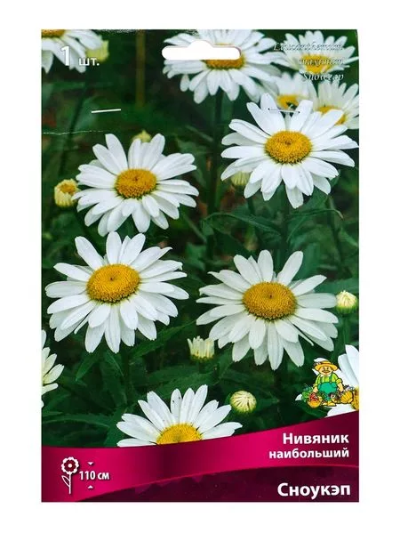 Нивяник наибольший «Сноукэп» — для хранение