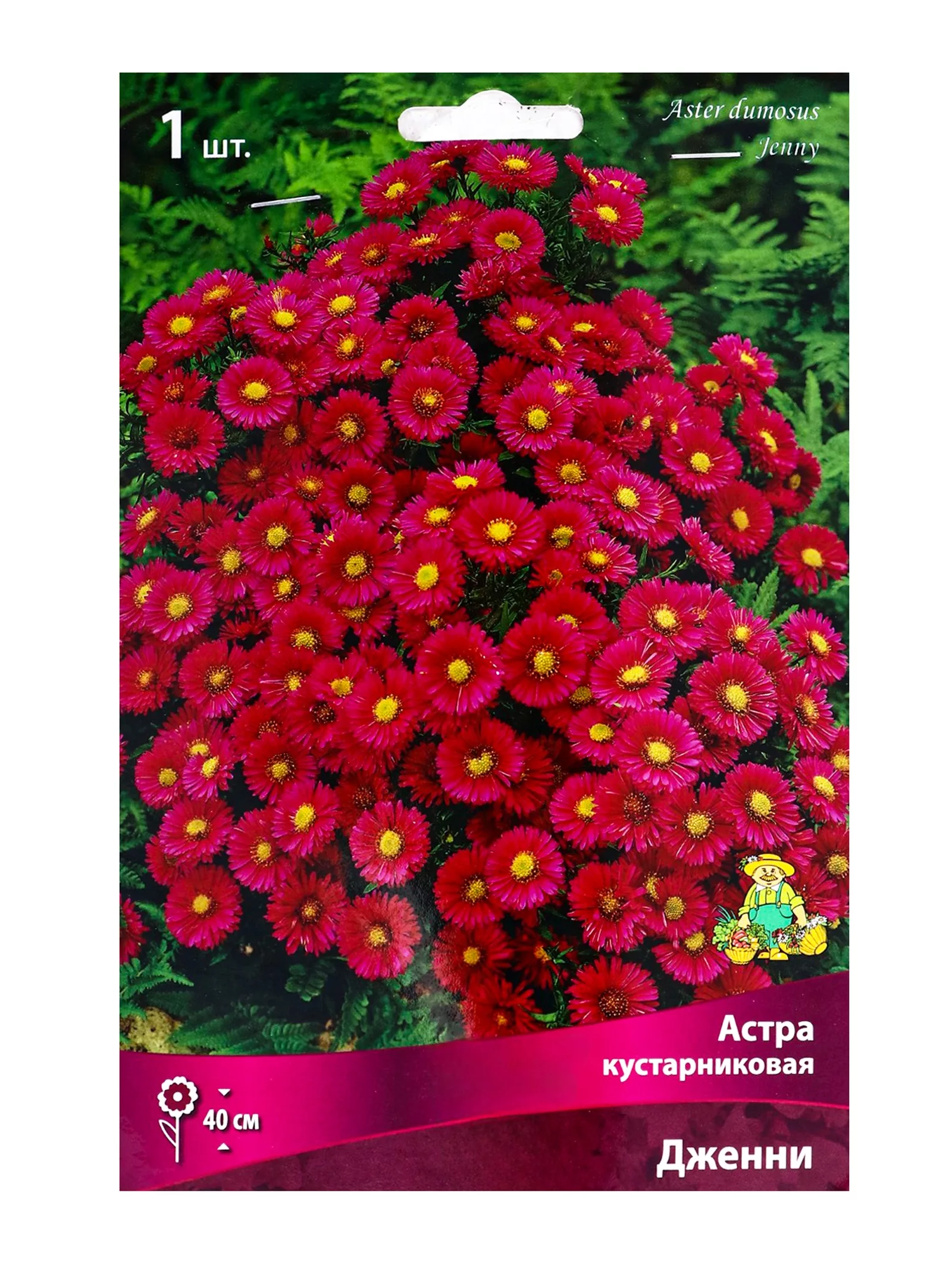 Астра кустарниковая «Дженни»