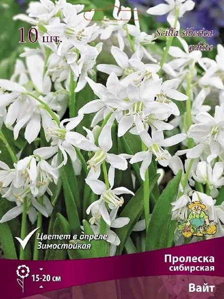 Тюльпан бахромчатый «Американ Игл» — для хранение