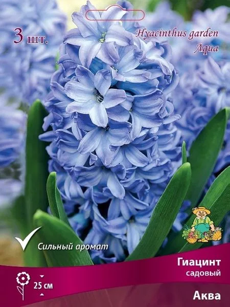 Гиацинт садовый «Аква» — для хранение