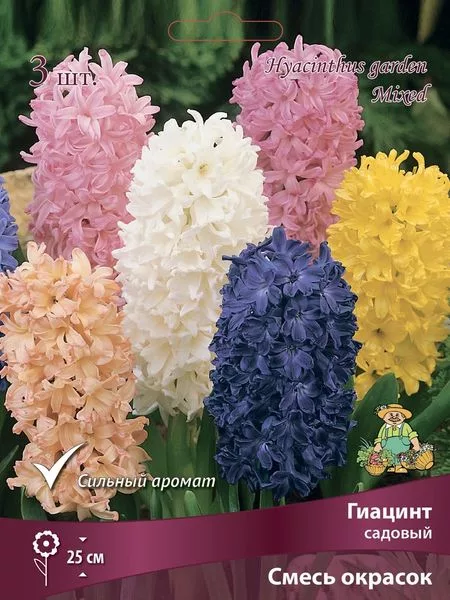 Гиацинт садовый — для огород