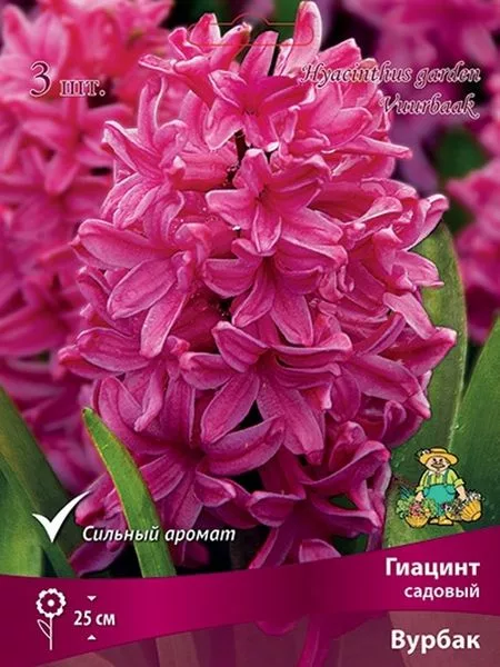 Гиацинт садовый «Вурбак» — для участок