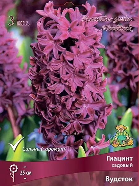 Гиацинт садовый «Вудсток» — для участок — фото 3