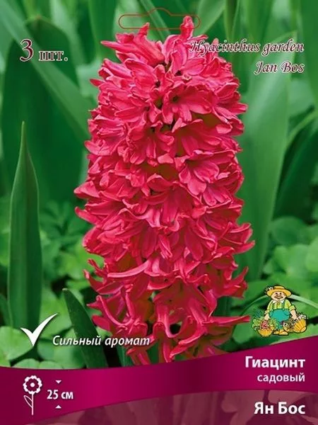Гиацинт садовый «Ян Бос» — для огород