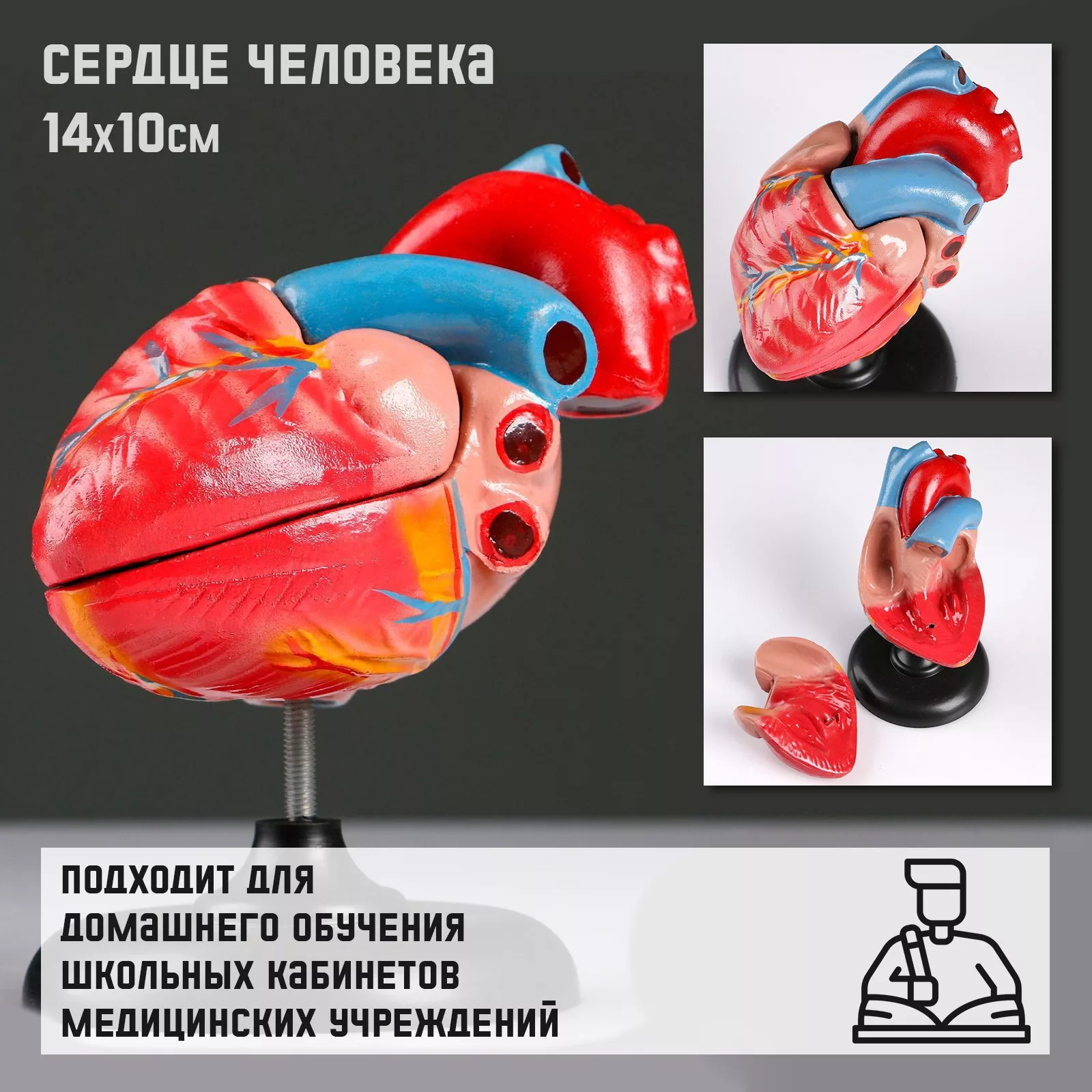 Анатомическая модель «Макет сердца человека»