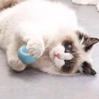 Игрушки для кошек Электрический мяч Вещи для — для участок — фото 2