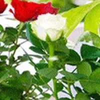 Домашний распылитель Устройство капельного полива 2/8/16 головок Система с насосом — для полив — фото 2