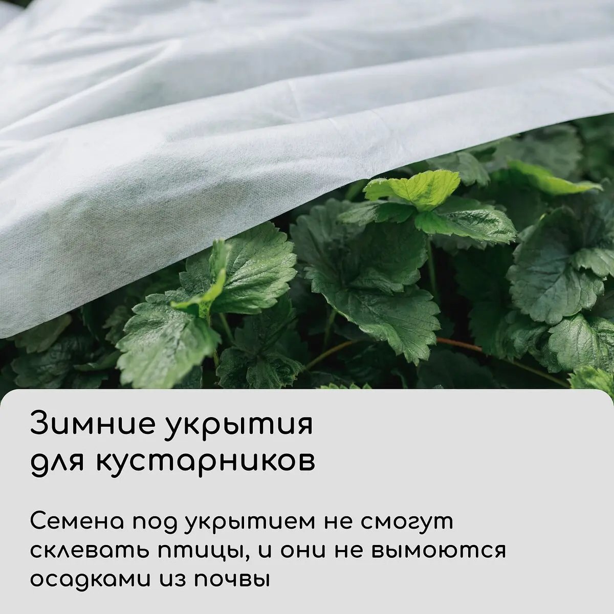 спанбонд с уф-стабилизатором — для теплица — фото 4