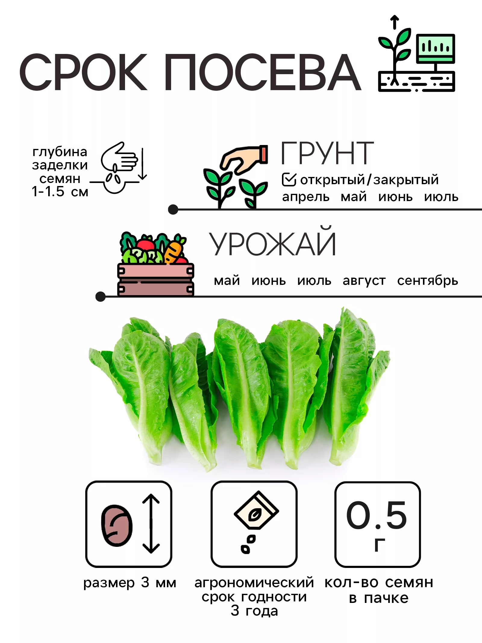 Семена Салат листовой «Московский парниковый» — для теплица — фото 2